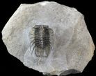 Spine-On-Spine Koneprusia Trilobite - Spectacular #40349-5